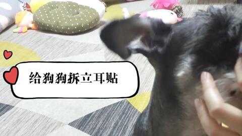 给狗狗拆立耳贴 贴了五天看看效果如何 立耳贴尽早贴效果会更好 狗狗大了耳朵不好立了