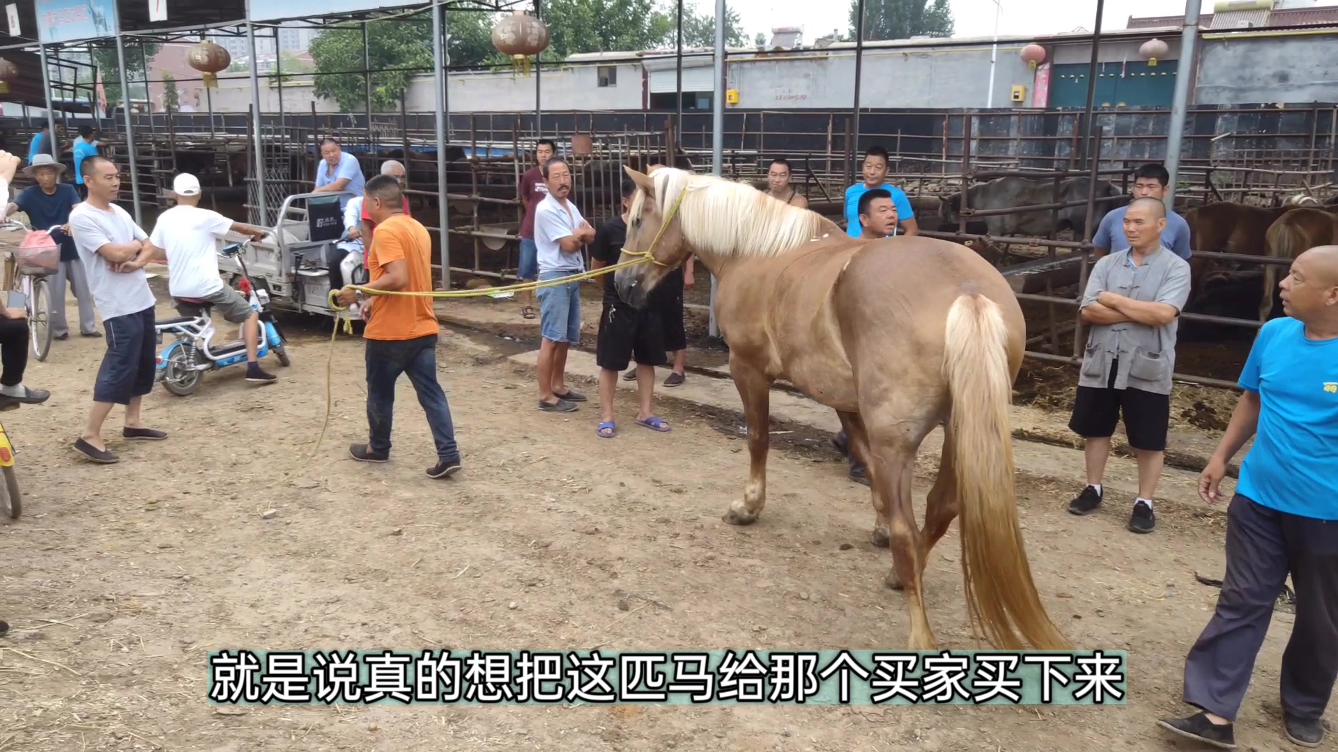 [图]马市刚来一匹马就被人相中了，几分钟就成交了，看看多少钱？