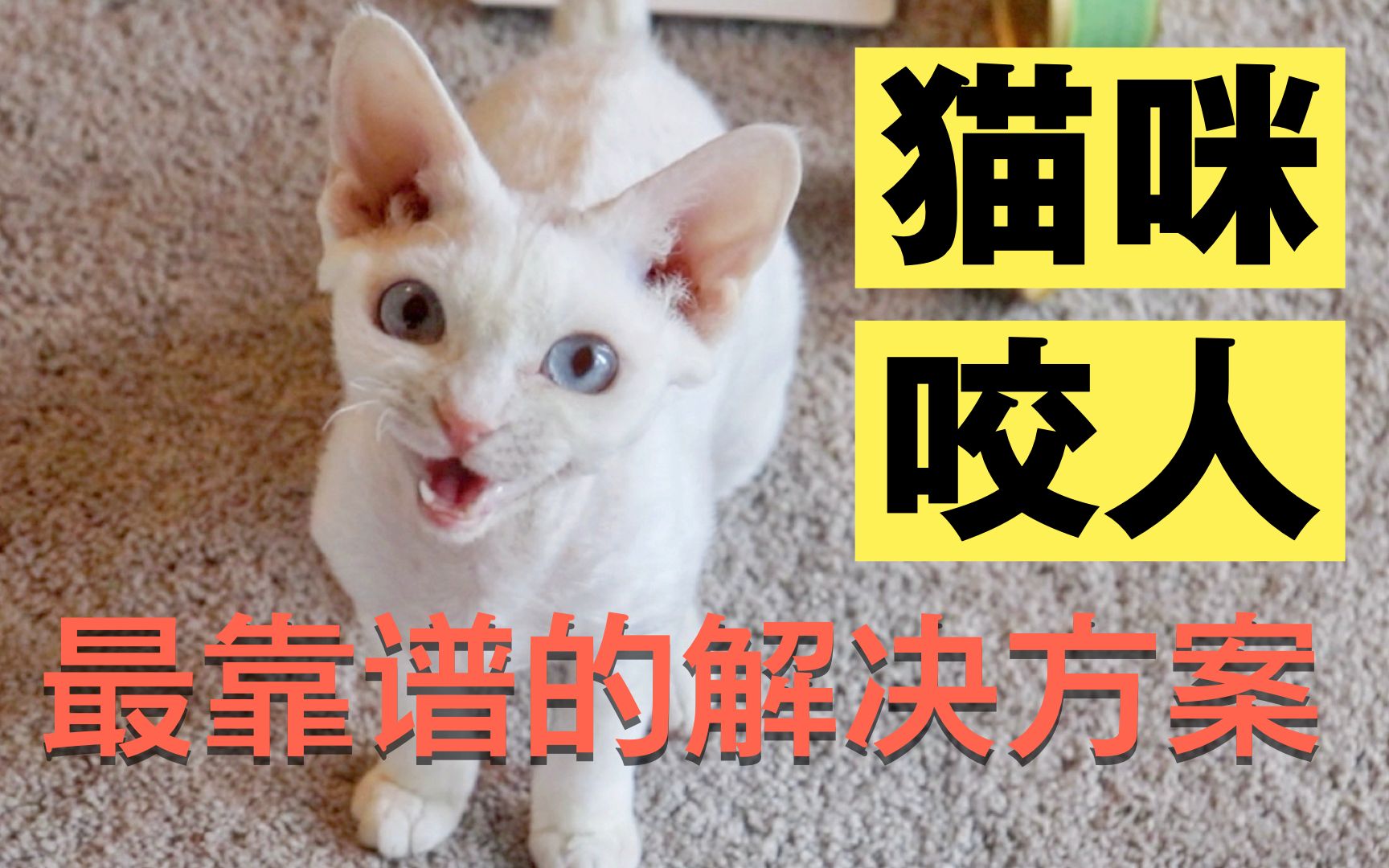 猫咪抓人咬人?教你最有效的科学解决方法哔哩哔哩bilibili