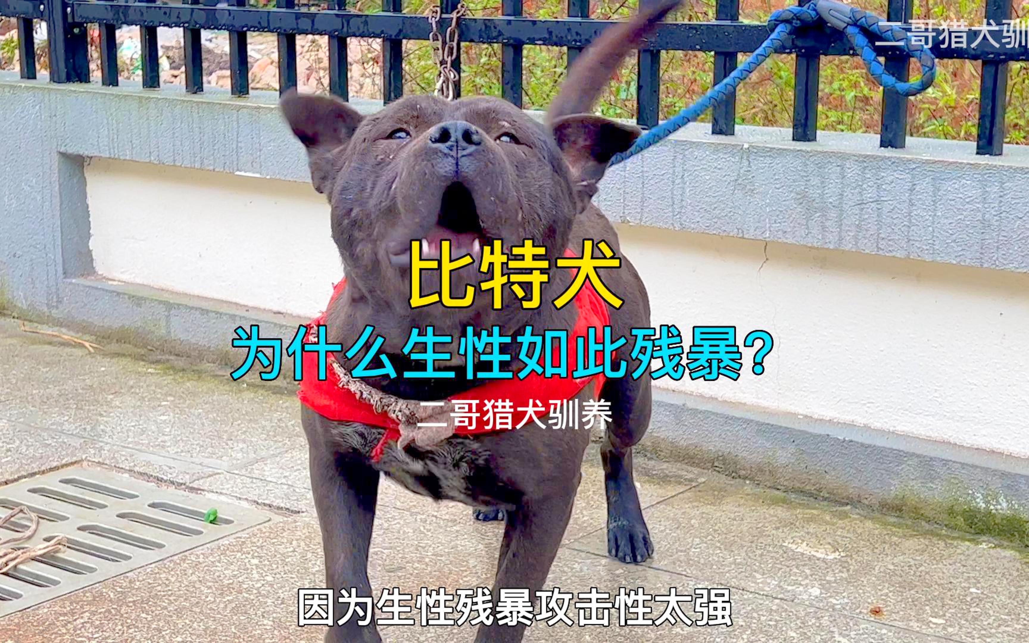 比特犬为什么生性如此残暴,下口狠而不松口,一切都是因为这东西哔哩哔哩bilibili