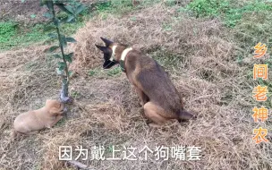 下载视频: 给马犬买了一个嘴套，效果还不错。