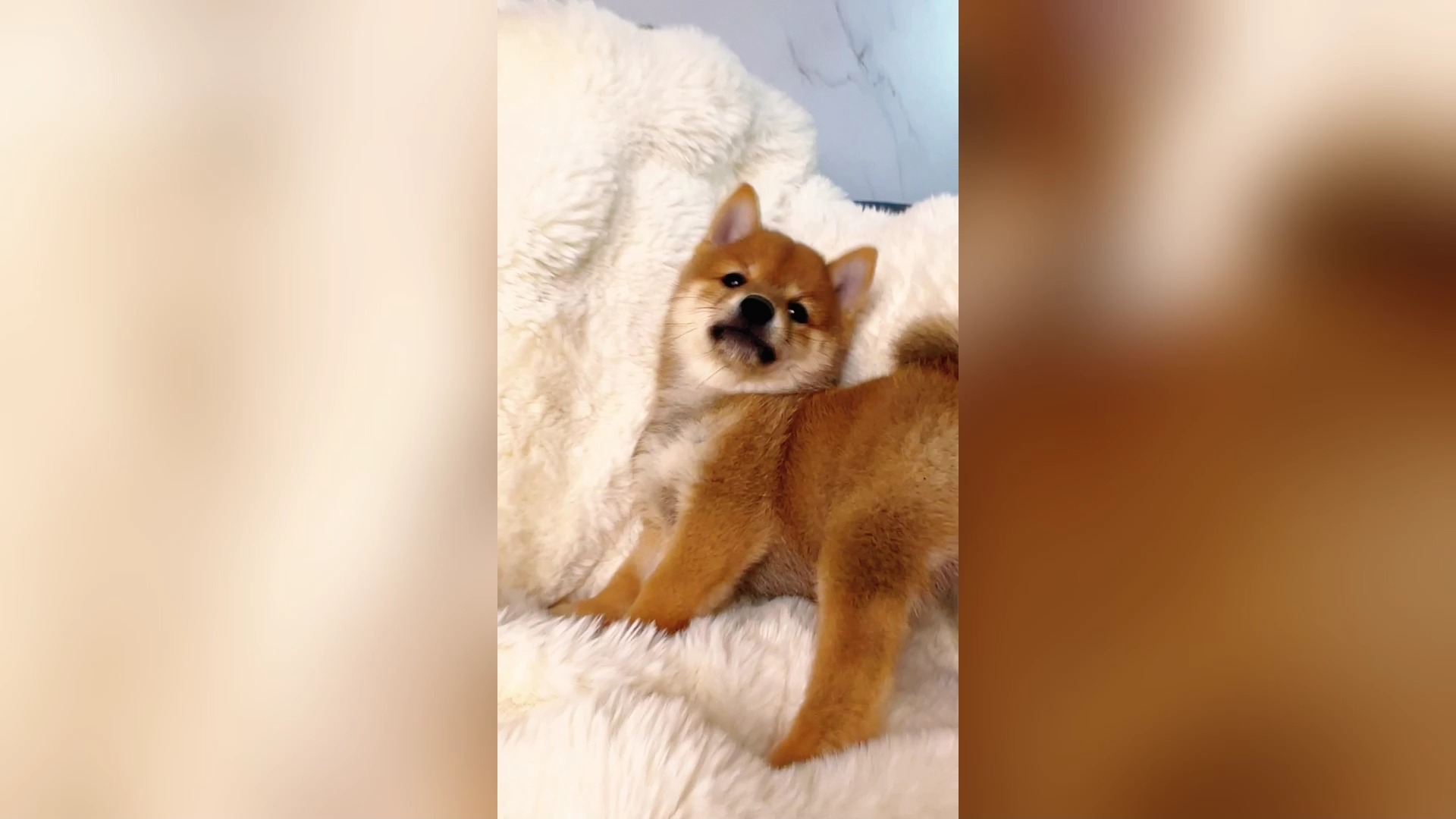 机灵的小豆柴犬 快来云摸豆柴犬宝宝啦,是不是很可爱