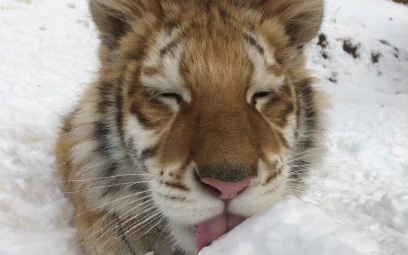 可爱的小金虎_哔哩哔哩_bilibili