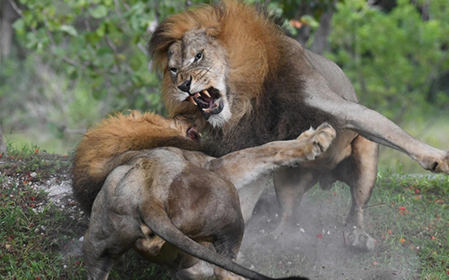 2头黑鬃狮王杀死金鬃雄狮,草原之王最后的战役_哔哩哔哩 (゜-゜)つロ