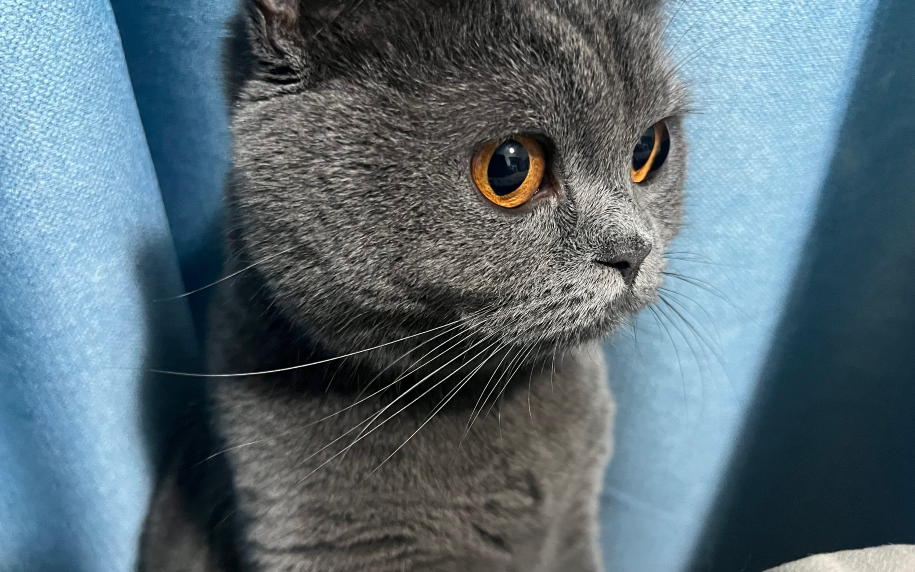 猫咪的小葡萄眼睛可真好看