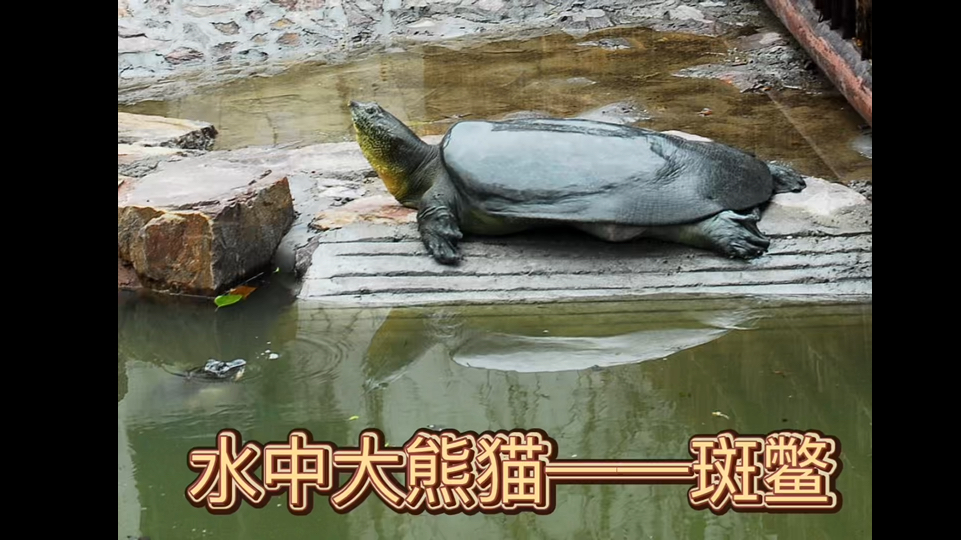 水中大熊猫——斑鳖
