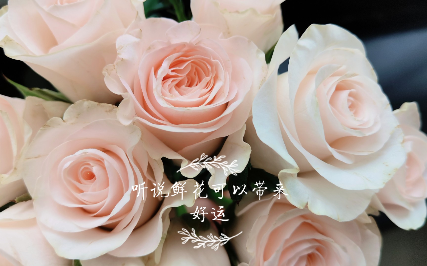 听说鲜花可以带来好运