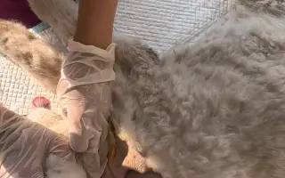 乡村兽医修猫修狗的一天