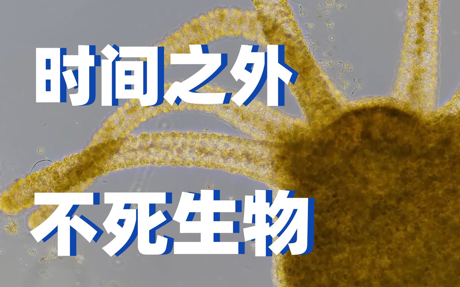 不朽传说:永生的微生物