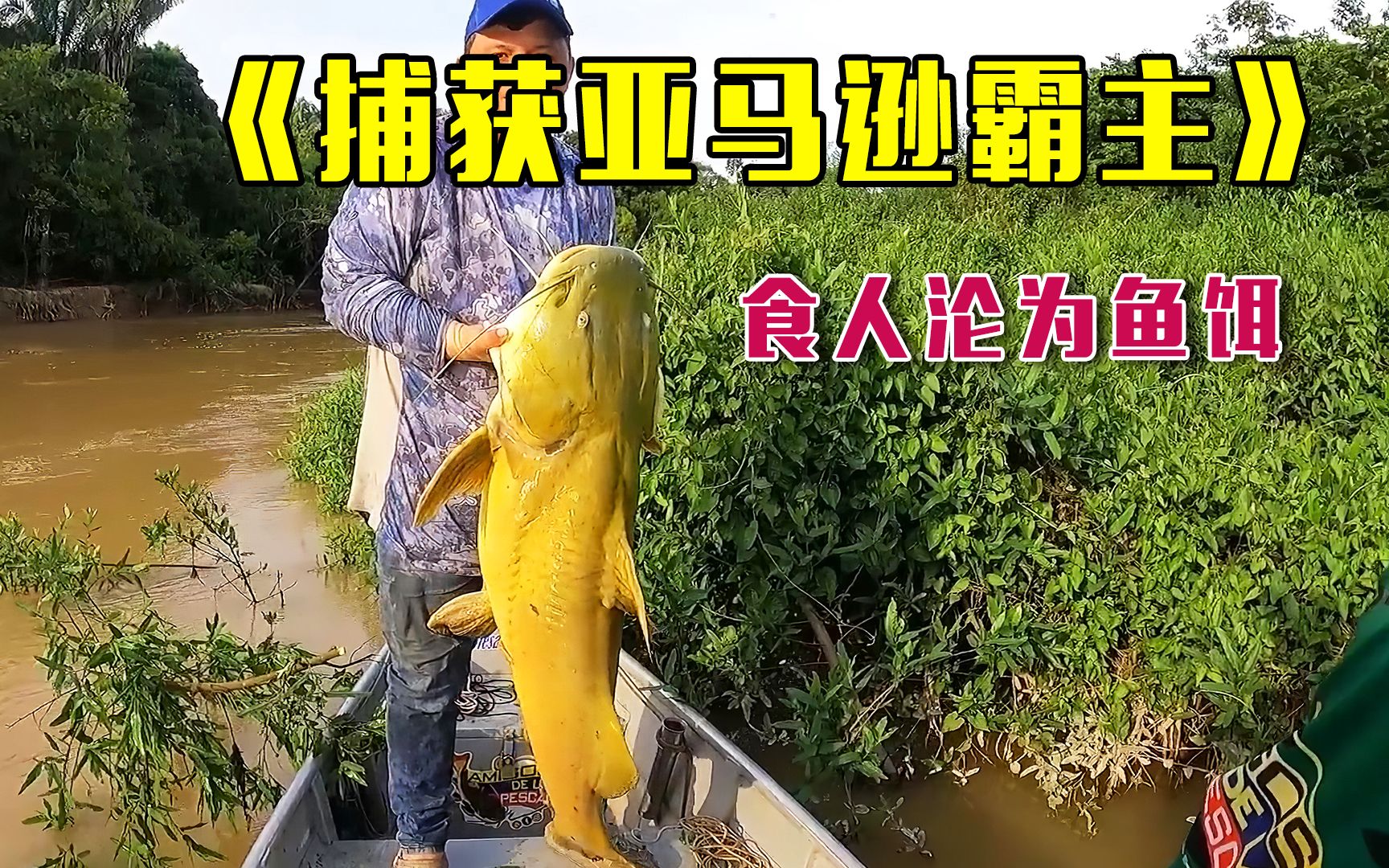 亚马逊老渔民,用食人鱼做诱饵,捕获50斤重的大鲶鱼