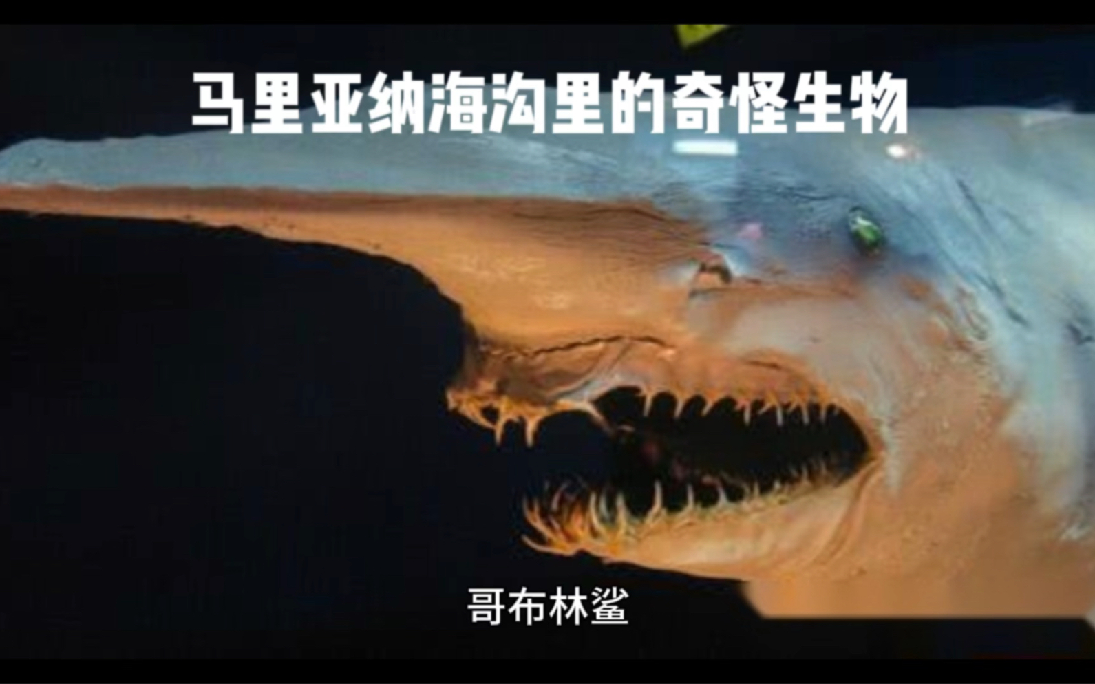 盘点马里亚纳海沟里的奇特生物