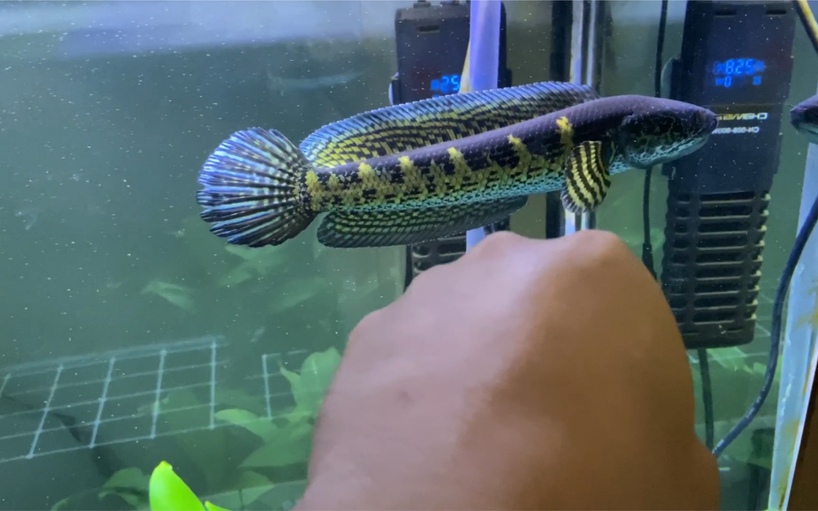 跳缸怪(黄金眼镜蛇雷龙鱼)自来水 水质越来越差.