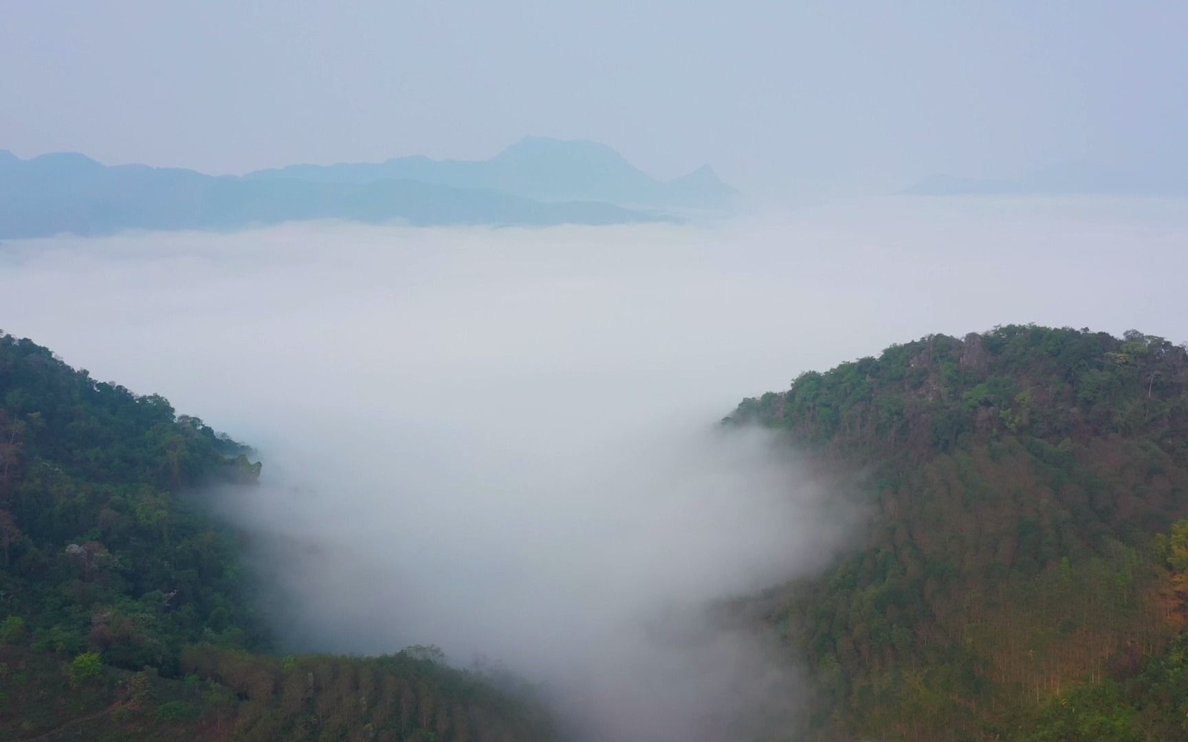 易武高山之上,山风吹拂,阳光照耀,赋予了易武白茶与生俱来的魅力.哔哩哔哩bilibili