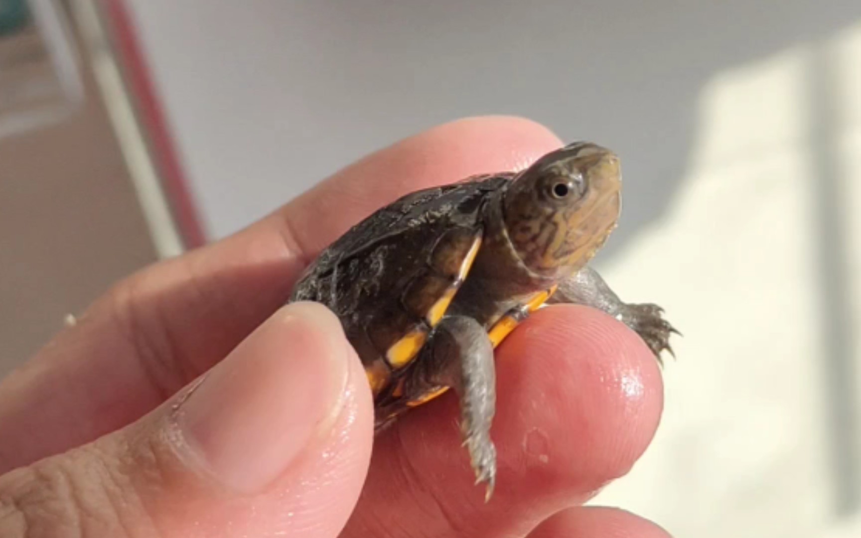 活动  可爱的红面蛋龟苗