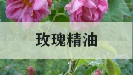 芳香疗法精油入门系列课程——玫瑰精油哔哩哔哩bilibili