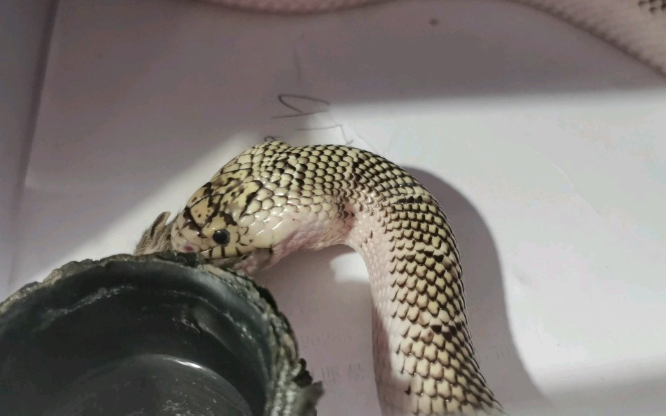 【王蛇】白边布鲁克进食