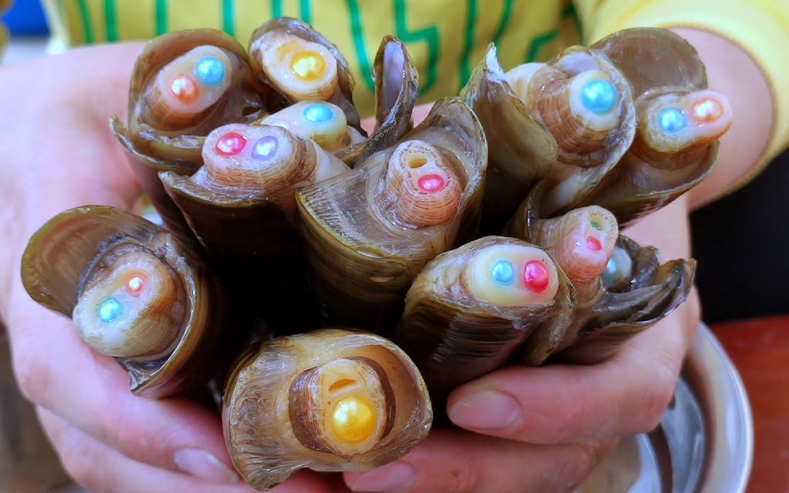 深海贝壳被台风吹到岸边 pearl shell deep sea shell blown to shore