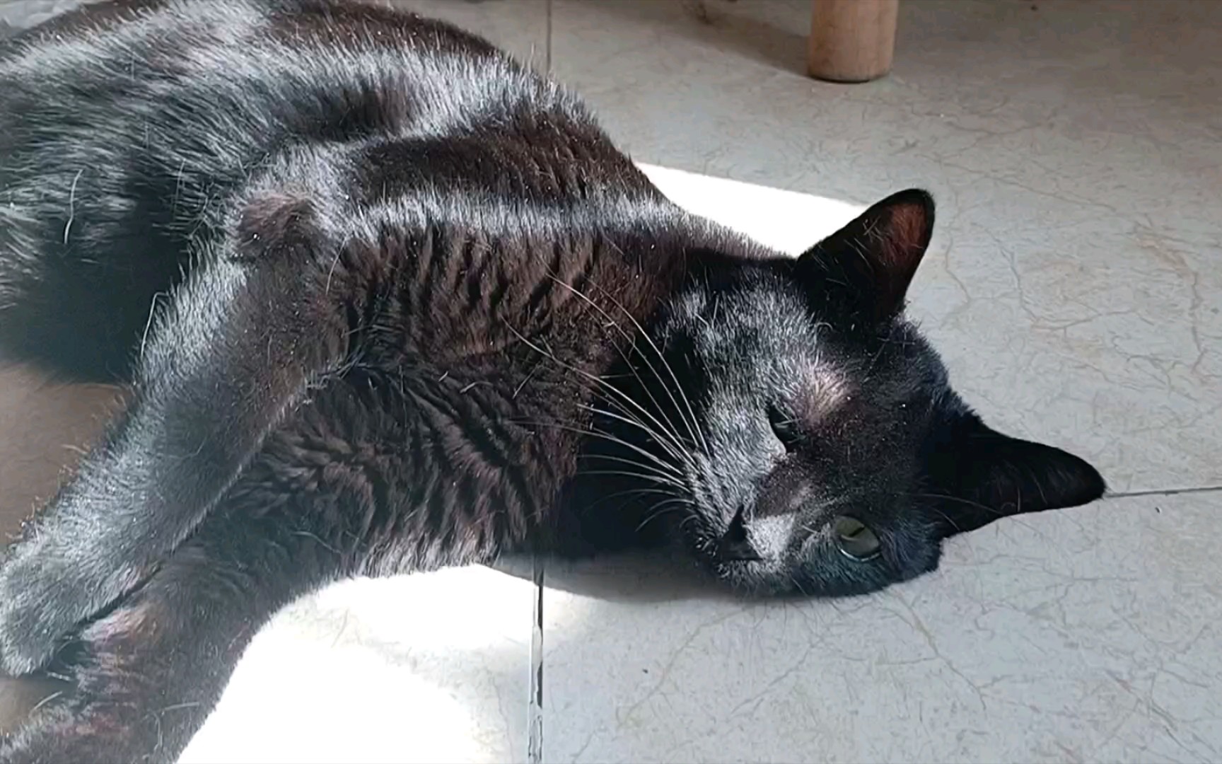 黑猫晒太阳/眼睛消失了/最胖黑猫