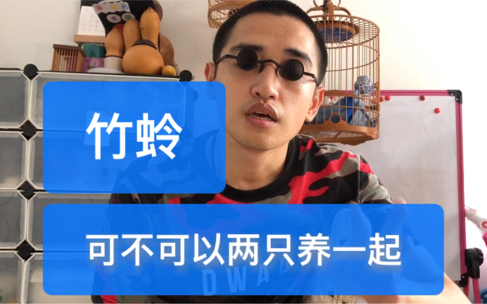 竹蛉这种小型的鸣虫,可不可以两只放在一个笼里,竹蛉可以群养吗哔哩哔哩bilibili