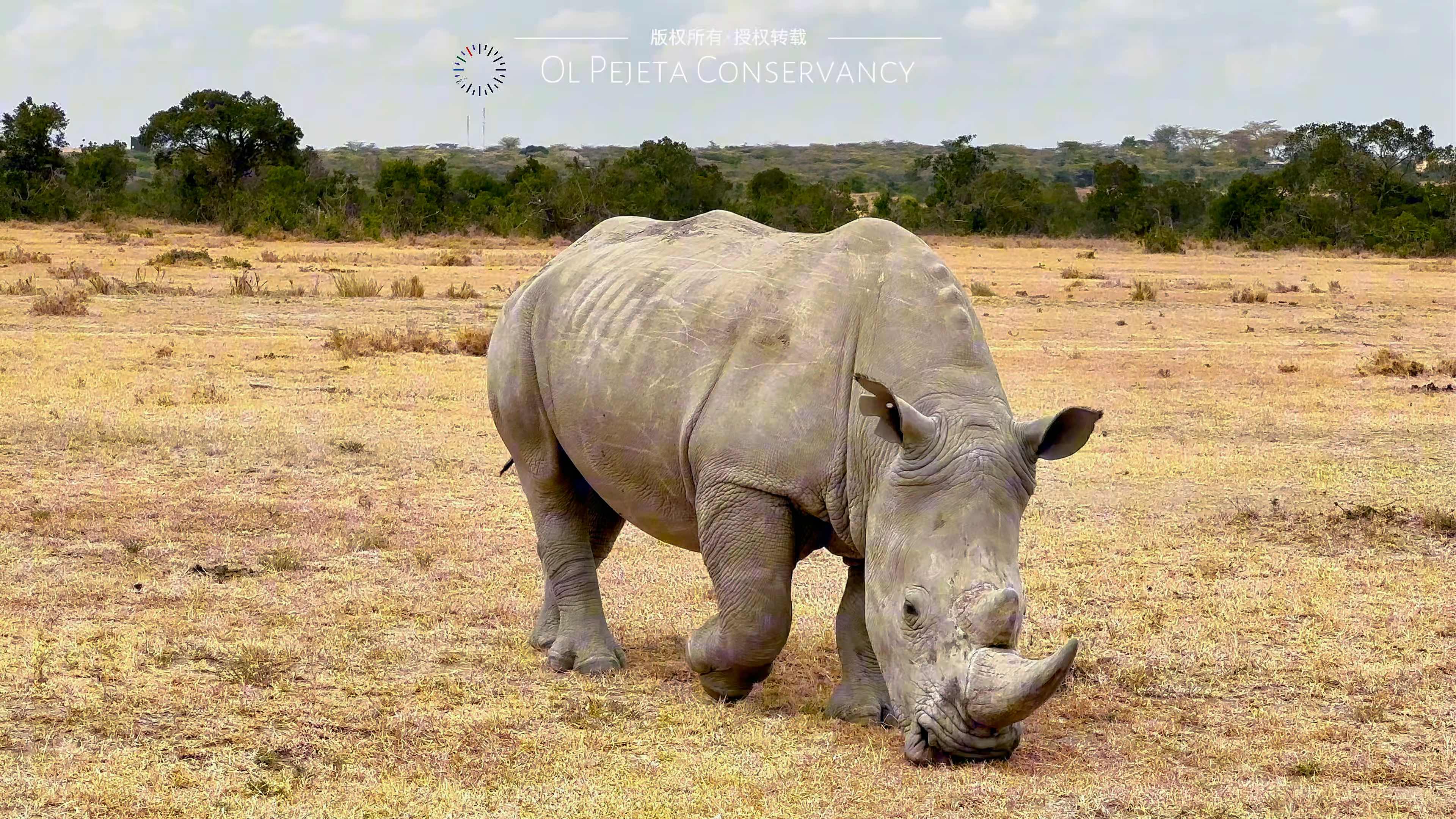 犀牛牌全自动割草机
