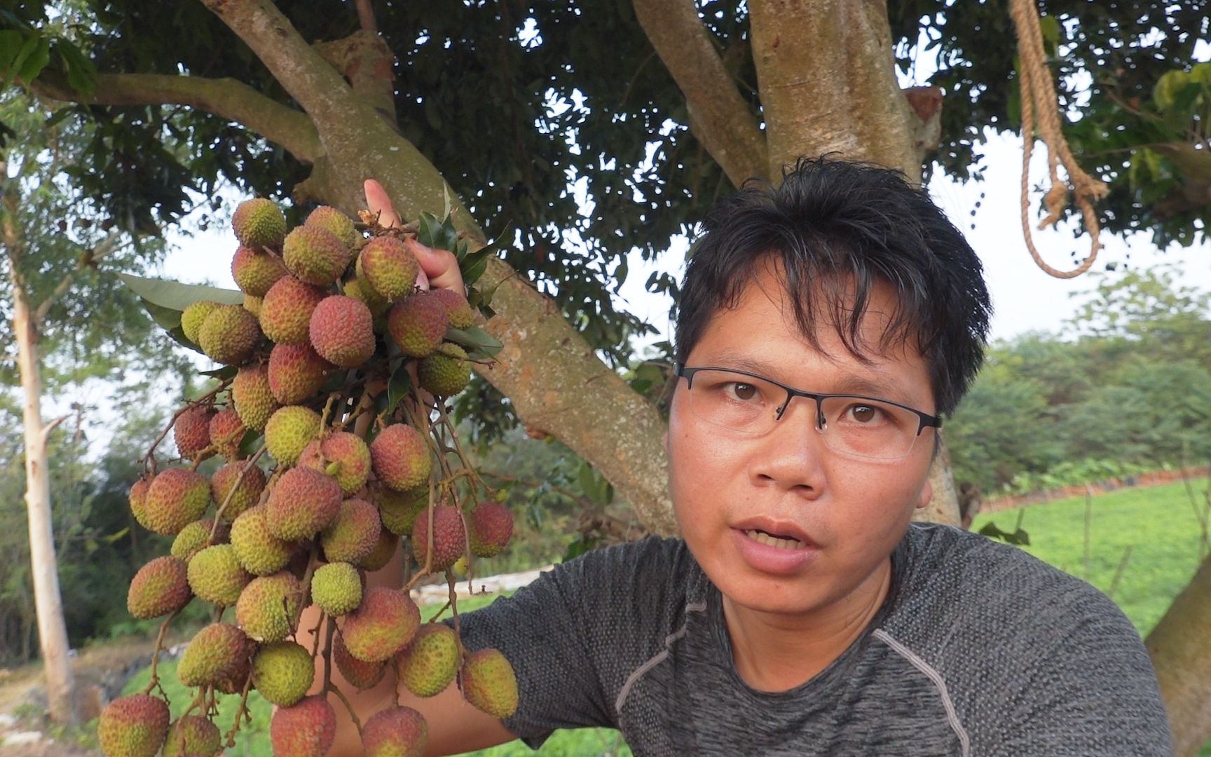 熊孩子偷荔枝,屡禁不止,只能出狠招治他们,非常狠