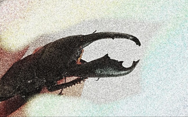 【笨拙开箱,手脚并用】苏拉威西巨扁开箱