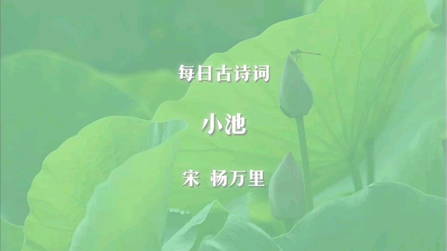 每日古诗词:小池哔哩哔哩bilibili