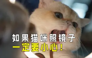 Скачать видео: 🐱铲屎官注意：猫咪照镜子的秘密反应㊙️