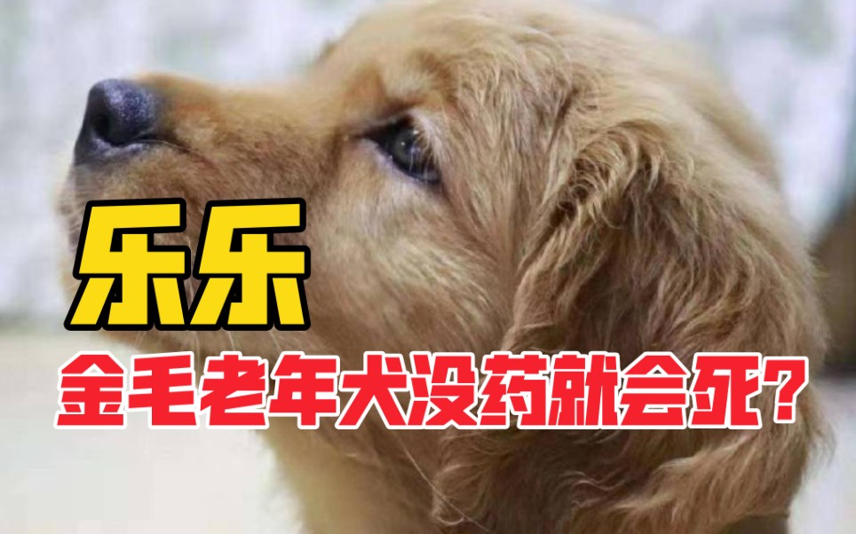 老年犬金毛没药就死?这么夸张?哔哩哔哩bilibili