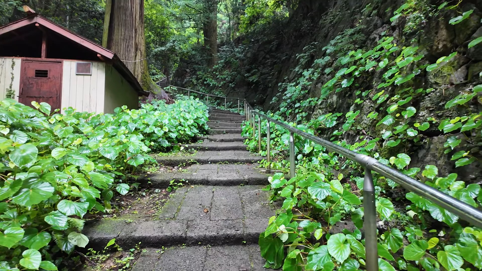 【4K60帧】超清日本:栃木县栃木市太平山漫步哔哩哔哩bilibili