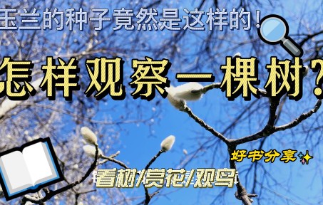 怎样观察一棵树?——一本自然科普书哔哩哔哩bilibili