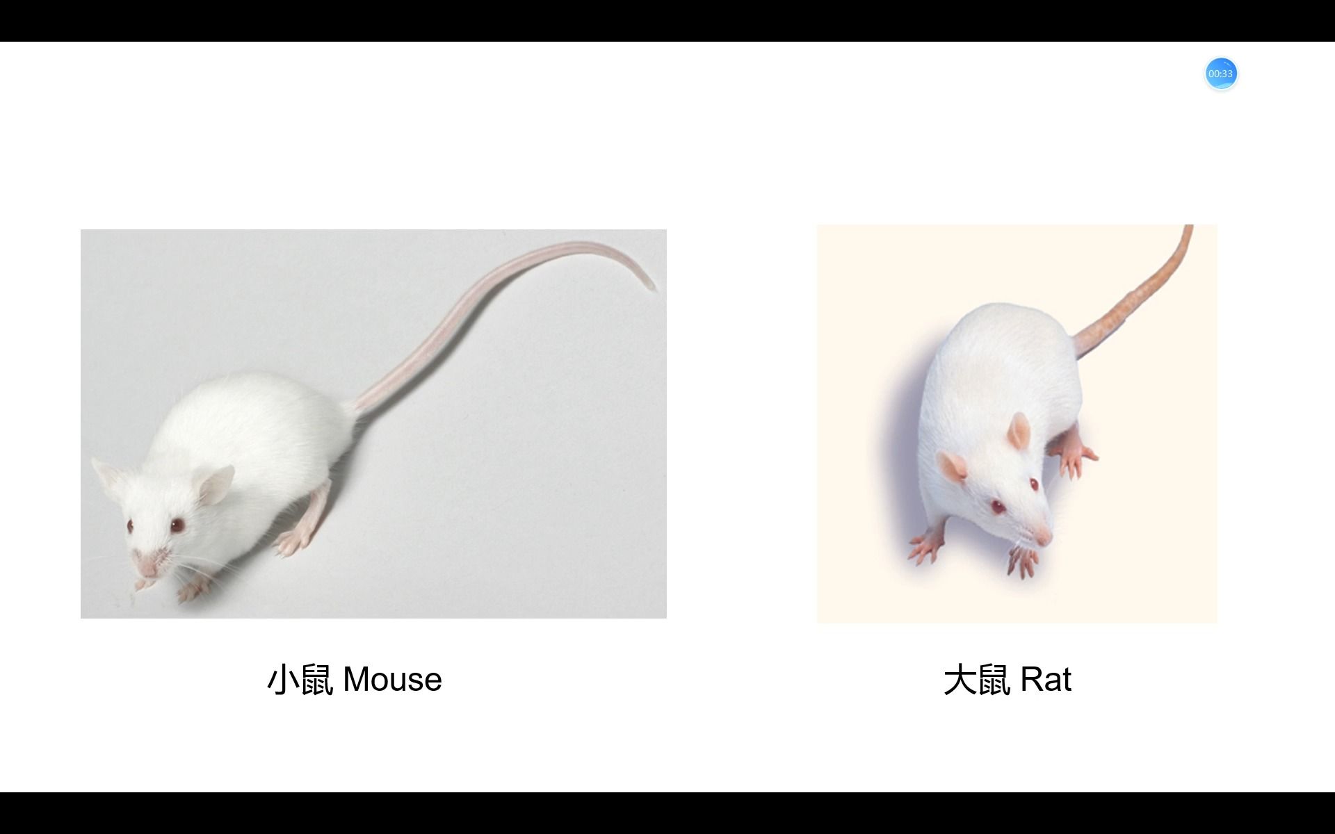 [图]小鼠大鼠老鼠，傻傻分不清楚