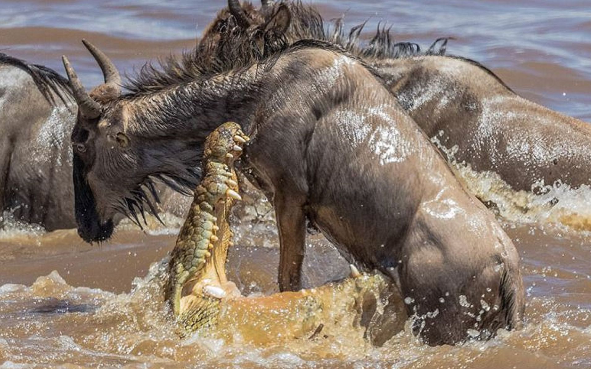 动物版绝地求生绝对历史第一马