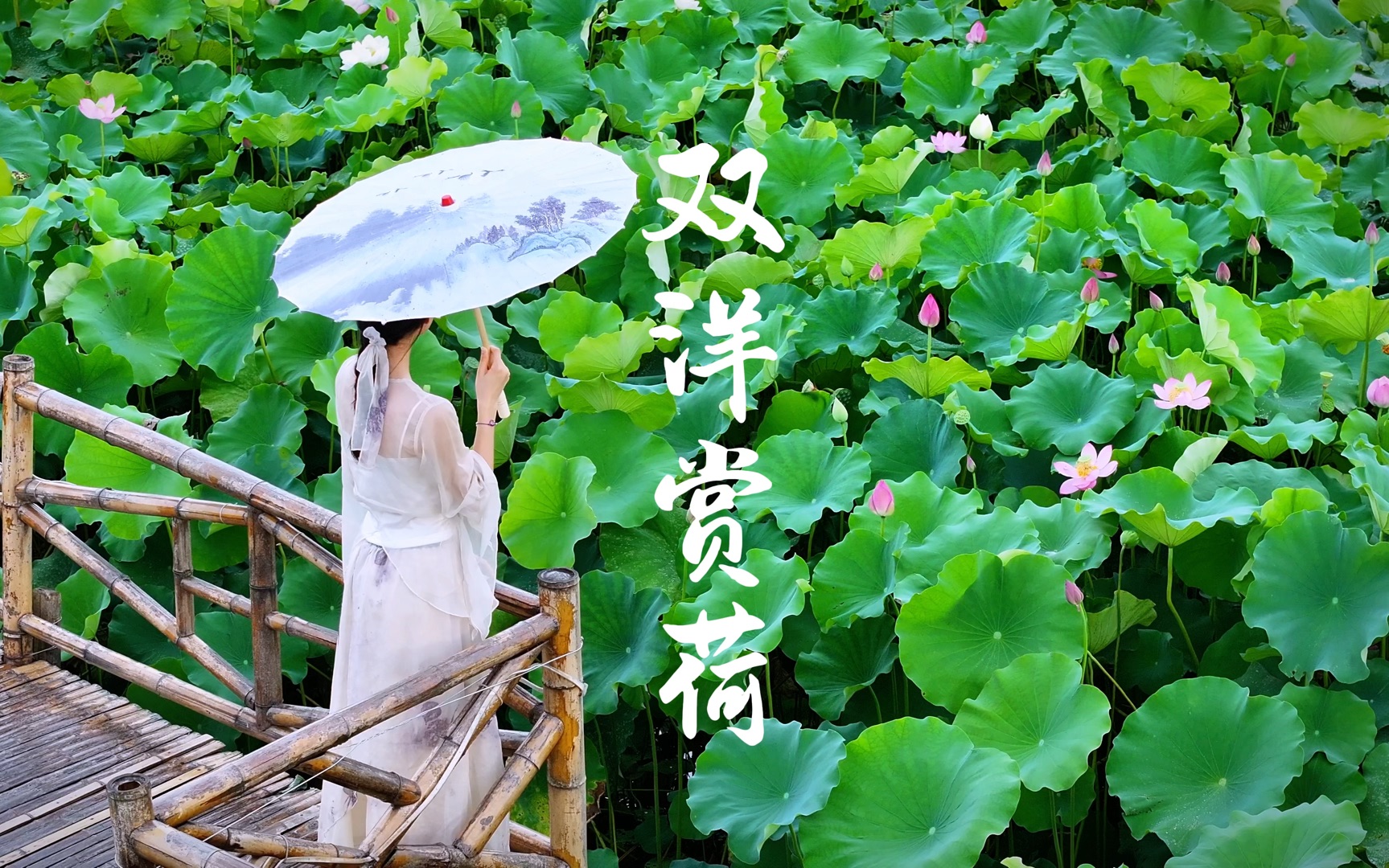 夏日荷花 #荷花池畔 #荷塘美景 #出淤泥而不染 #小荷才露尖尖角