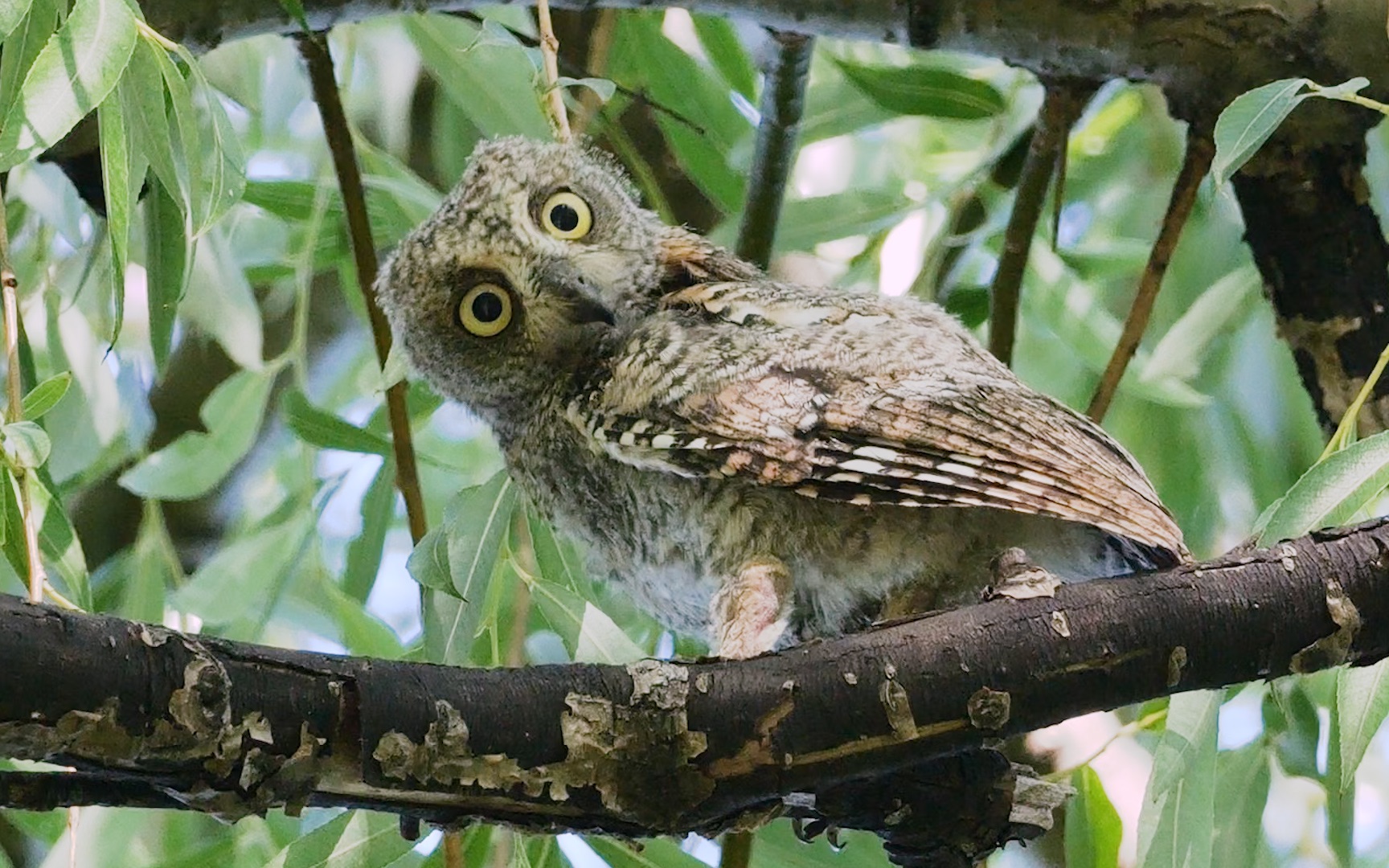 萌萌的猫头鹰宝宝,摇头晃脑动作太到位