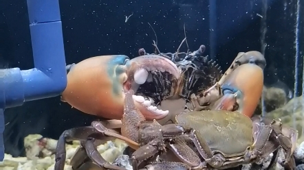 榄绿青蟹 vs 龙溪蟹【实则喂食】