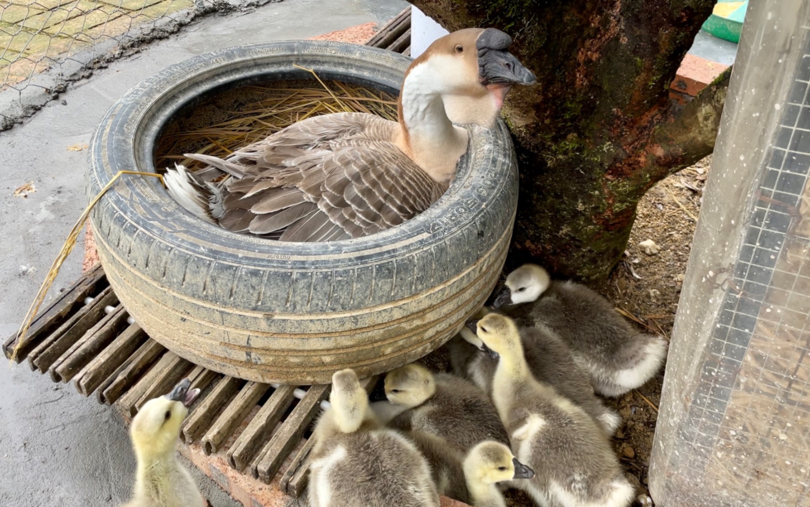 小鹅还没长大,鹅妈妈就开始生下一窝宝宝了