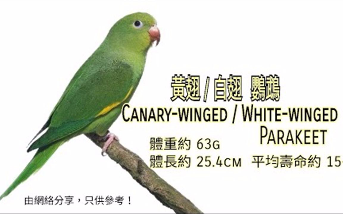 鹦鹉品种分享介绍 ~黄翅 白翅鹦鹉 ~ Canarywinged Whitewinged Parakeet哔哩哔哩bilibili