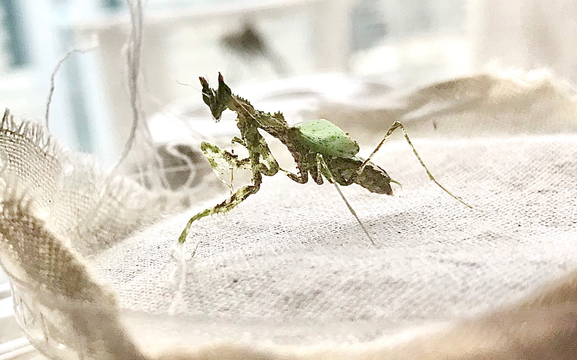 海南角螳羽化结束片段