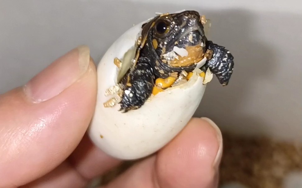 漂亮的锯缘龟苗