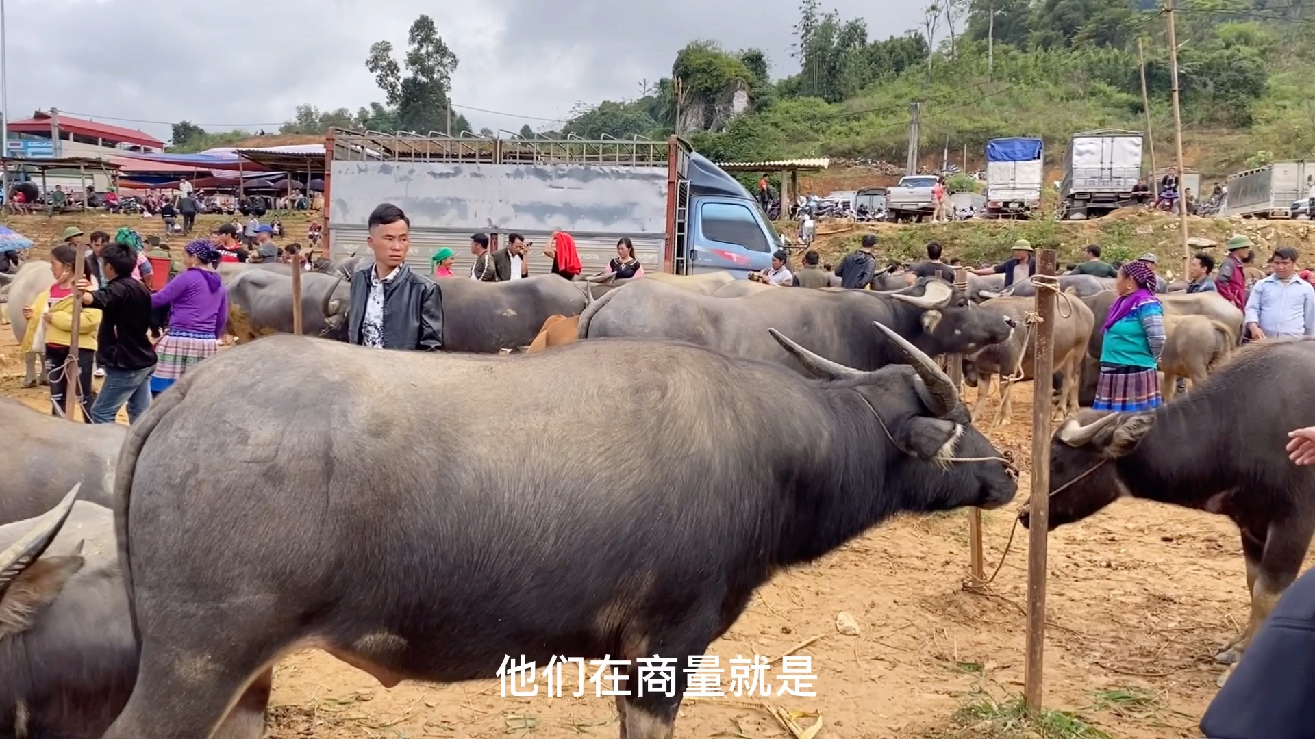 越南大山里的水牛市场 看看这个价格高不高?哔哩哔哩bilibili