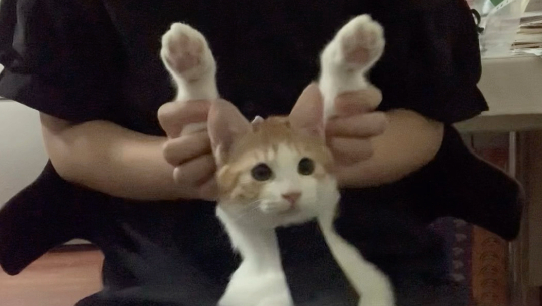正太扭腰～肖茂和肖茂咪版 猜猜跳舞的是谁