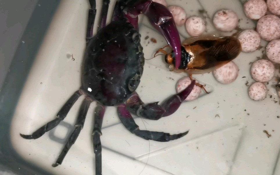 【紫罗兰束腰蟹】捕食小强三则