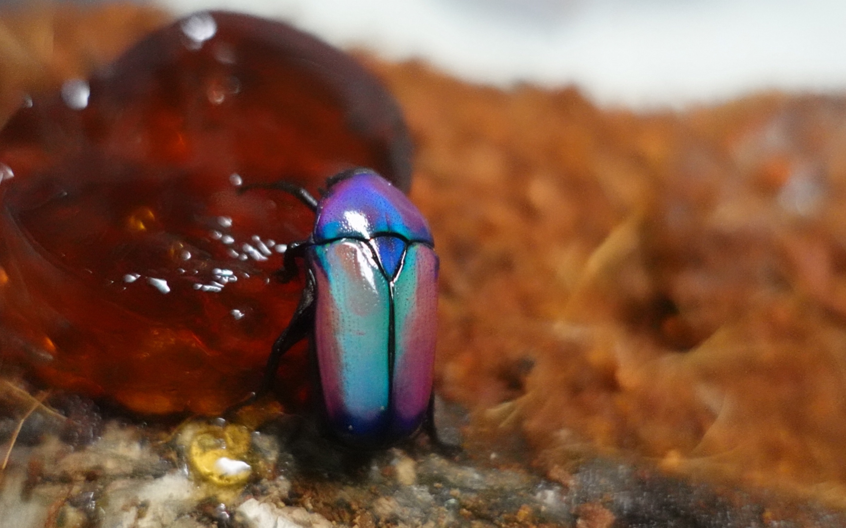 【非阔花金龟】小铲子嘴