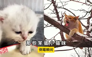 那些笨蛋小猫咪的倒霉瞬间，真是心疼又好笑