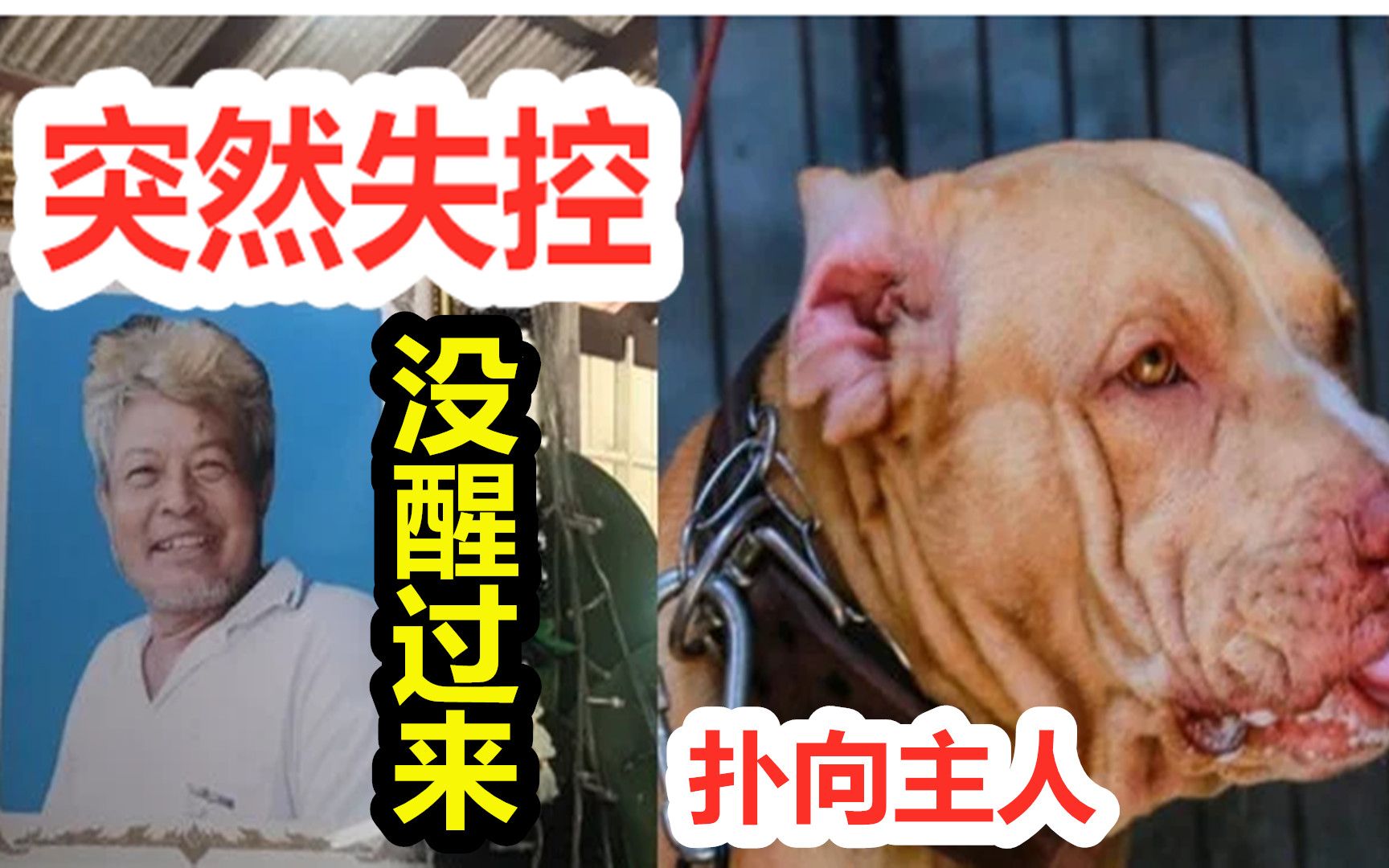 [图]狗主人睡得正香，比特犬突然发狂，扑向主人脖子