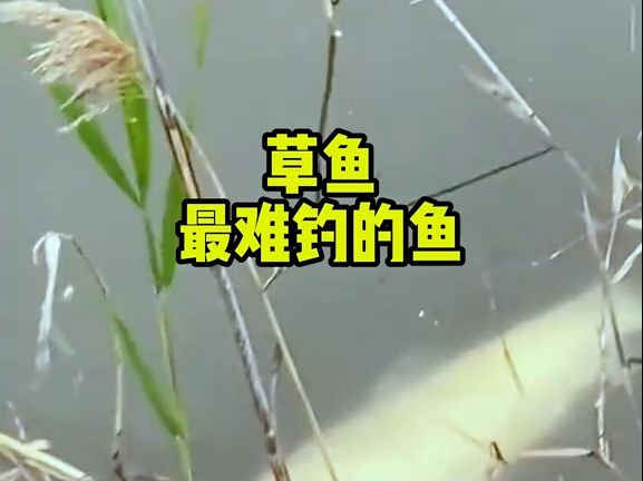 钓草鱼技巧,最难钓的草鱼哔哩哔哩bilibili