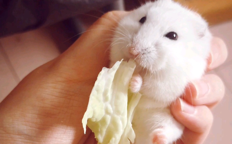 【仓鼠】嘎吱嘎吱啃白菜