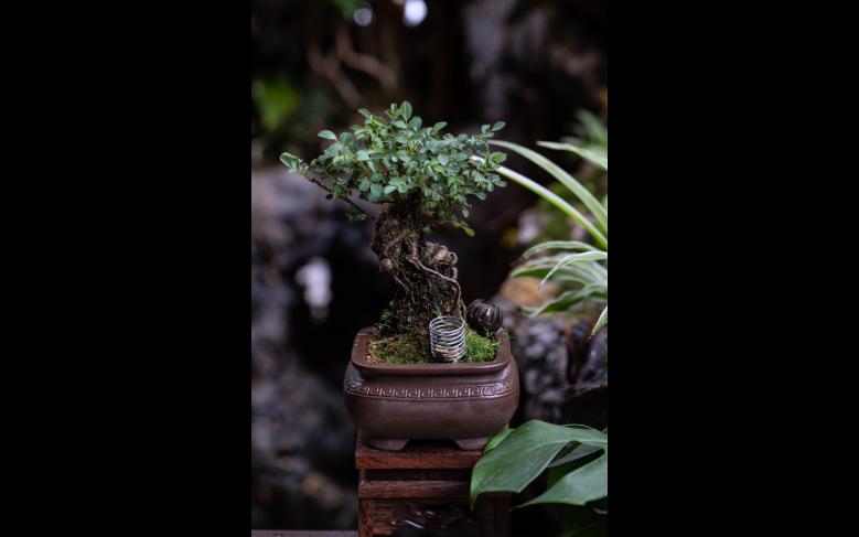 韩国姬月季之须惠姬