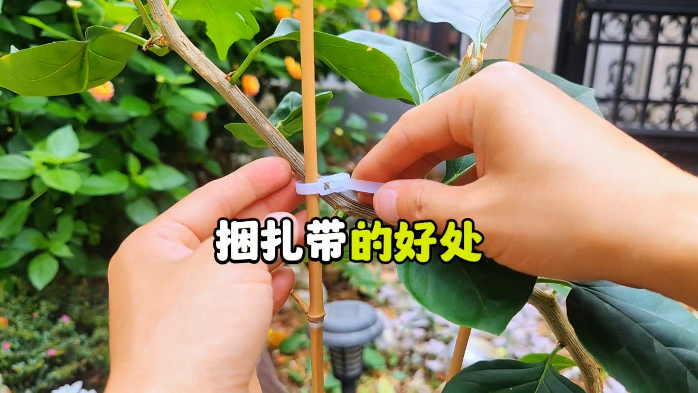 植物彩带怎么绑图片